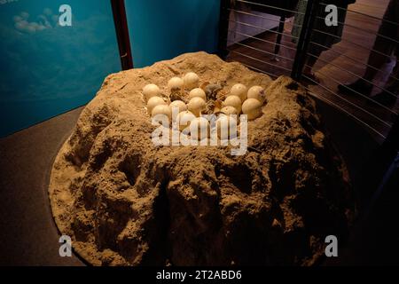 Uova di dinosauro al Museo di storia naturale di Londra. 10 ottobre, Londra Regno Unito Foto Stock