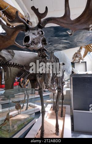 Scheletro dell'alce gigante irlandese, Megaloceros giganteus al Museo di storia naturale di Londra. 10 ottobre 2023 a Londra, Regno Unito Foto Stock