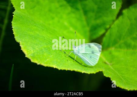 La farfalla di cavolo si trova su una grande foglia verde, con vista estiva Foto Stock