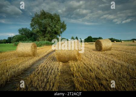 Balle di fieno su un campo di stoppia in una giornata nuvolosa, vista estiva Foto Stock