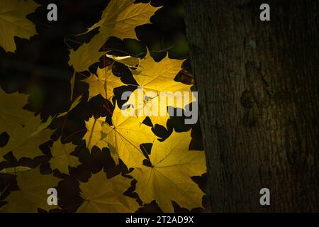 Foglie d'acero gialle retroilluminate dal sole accanto a un tronco d'albero, autunno giorno di ottobre Foto Stock