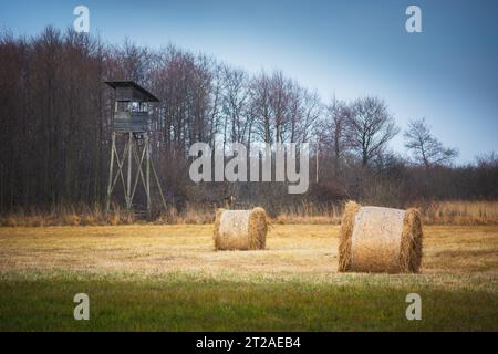 Balle di fieno nel campo vicino al pulpito di caccia, giorno autunnale Foto Stock