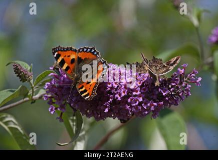 Piccola tartaruga (Aglais urticae) e Silver Y (Autographa gamma) adulti che si nutrono del fiore di Buddleia Eccles-on-Sea, Norfolk, Regno Unito. Septem Foto Stock