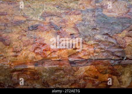 Corteccia marrone bagnata su un tronco di albero Foto Stock