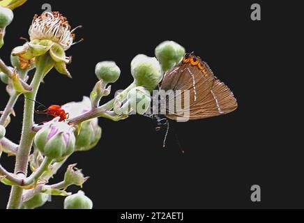 White-Letter Hairstreak (Strymonidia W-album) adulto che riposa su Bramble Buds con le ali chiuse Holkham, Norfolk, Regno Unito. Luglio Foto Stock