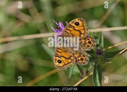 Farfalla da parete (Lasiommata megera) - adulti che nutrono il fiore di Knapweed con le ali aperte Eccles-on-Sea, Norfolk, Regno Unito. Agosto Foto Stock
