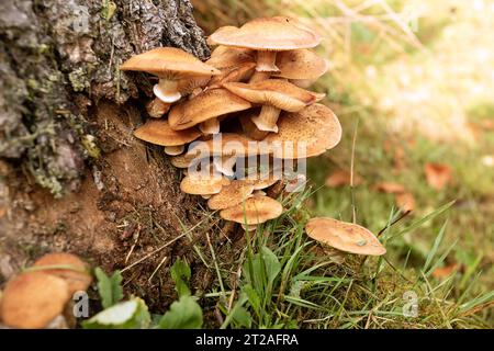 Fungo del miele che cresce su ceppo di abete rosso, pronto per la raccolta (Armillaria mellea); fungo commestibile in habitat naturale Foto Stock