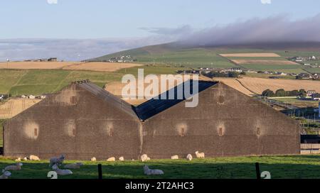 Highland Park Whisky Distillery Warehouses, Kirkwall, Isole Orcadi, Scozia, Regno Unito Foto Stock