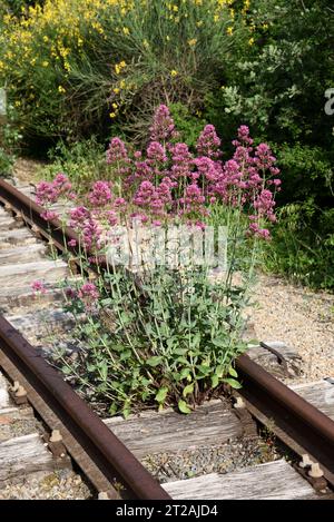 Red Valerian, Centranthus Ruber, alias Spur Valerian, Kiss-me-Quick, Fox's Brush, devil's Beard o Jupiter's Beard Growing on Abandoned Railway Track Foto Stock