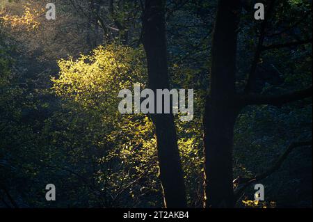 La luce del mattino splende sulle foglie autunnali. Alberi alla luce del mattino. Foto Stock