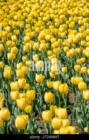 Primo piano di bellissimi tulipani gialli su sfondo sfocato di altri e foglie verdi. Un campo di tulipani naturali in fiore di giallo brillante. Un prato di yello Foto Stock