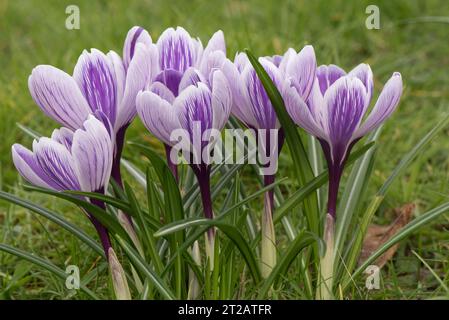 Varietà Crocus "Pickwick" fiori primaverili viola e bianchi che crescono nel prato erboso all'inizio della primavera, Berkshire, marzo Foto Stock