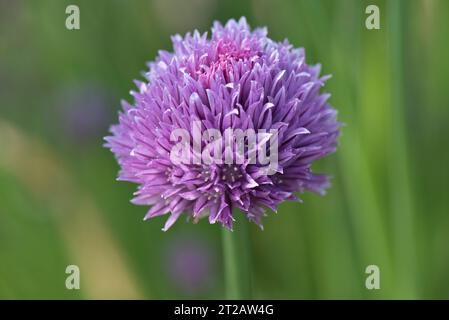 Fiori di erba cipollina (Allium schoenoprasum), un'erba con foglie commestibili utilizzata in cucina e insalate, Berkshire, maggio Foto Stock