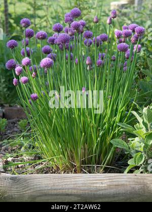 Fiori di erba cipollina (Allium schoenoprasum), un'erba con foglie commestibili utilizzata in cucina e insalate, Berkshire, maggio Foto Stock