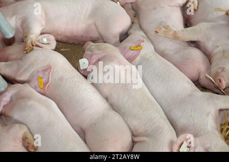 Dozzine di piccoli cuccioli appena nati che dormono in paglia a Farm Foto Stock