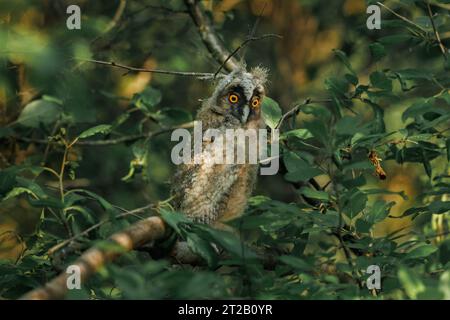 un piccolo gufo seduto su un ramo d'albero la sera d'estate Foto Stock