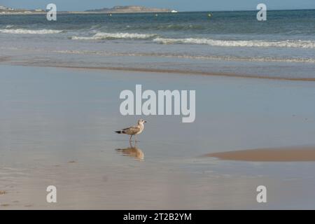 Bournemouth, UK - 29 settembre 2023: WESTERN Gull e la sua riflessione sulla sabbia bagnata di Bournemouth West Beach. Foto Stock