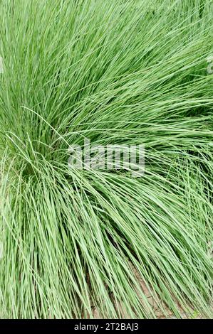 Il Big Bluystem (Andropogon gerardii) è un'erba perenne originaria degli Stati Uniti orientali e centrali. Foto Stock