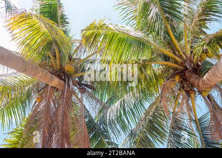 Due palme con cime soffici contro il cielo, vista dal basso. Viaggi e turismo. Foto Stock