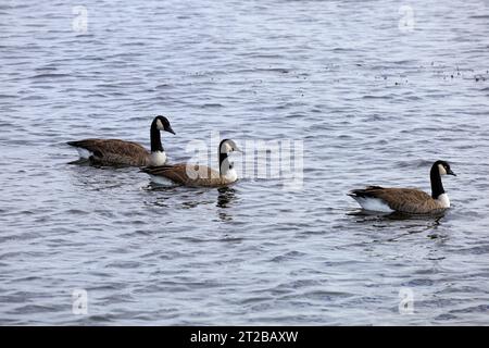 Canada Geese Branta Canadensis, Cardiff Bay Wetlands Nature Reserve, Cardiff Bay, South Wales, UK. Foto Stock