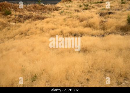 L'erba ondulata (Deschampsia flexuosa o Avenella flexuosa) è un'erba perenne originaria dell'Eurasia, dell'Africa e delle Americhe. Questa foto è stata scattata a Sanabr Foto Stock