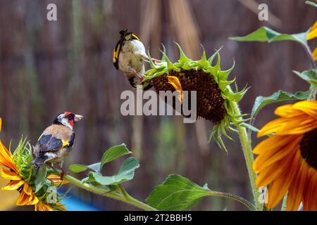 Fina d'oro europea su un girasole non OGM in un giardino. Colombiers, Occitanie, Francia Foto Stock