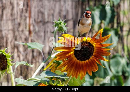 Fina d'oro europea su un girasole non OGM in un giardino. Colombiers, Occitanie, Francia Foto Stock