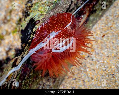 Anemone di fragole (Actinia fragacea) su una roccia durante la bassa marea Foto Stock