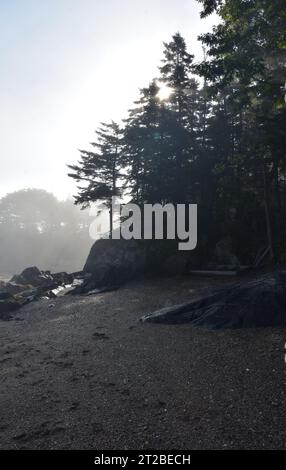 Gli alberi si stagliano lungo la spiaggia in una giornata nebbiosa con il sole che splende. Foto Stock