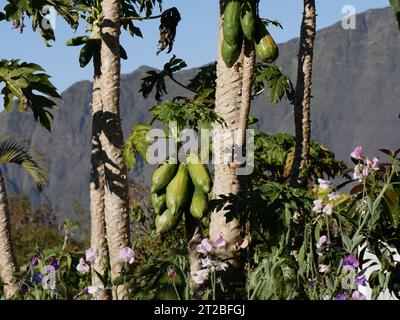 Alberi di papaia nelle montagne Cilaos nell'isola di Reunion, con frutti verdi di papaia che crescono alla luce del sole. Carica papaya a la Réunion Foto Stock