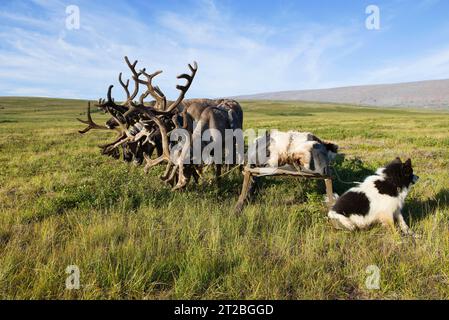 In una soleggiata giornata estiva, in slitta trainata da renne nella tundra. Yamal, Russia Foto Stock