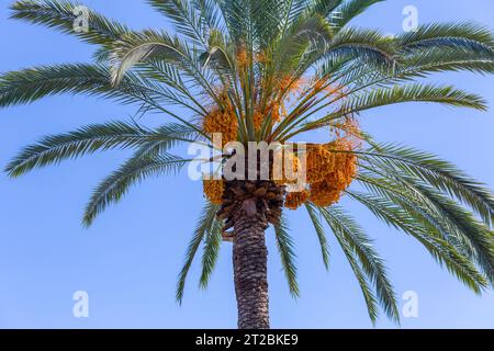 Frutta di dattero fresca e matura che si cede dalla cima di una palma Foto Stock