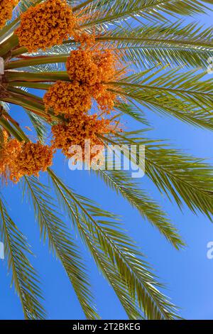 Frutta di dattero fresca e matura che si cede dalla cima di una palma Foto Stock