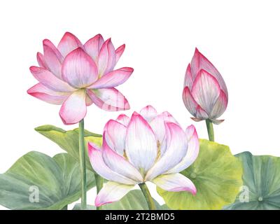 Composizione con fiori di loto rosa in fiore. Ninfee, loto indiano, gemma, foglie, gambo. Illustrazione ad acquerello per design cosmetico, ayurveda Foto Stock