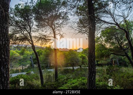 Il sole splende attraverso una foresta selvaggia vicino a Christmafry's, un'area escursionistica a cala ratjada sull'isola di maiorca, spagna Foto Stock