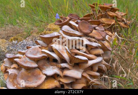 Armillaria Mellea, fungo del miele, commestibile, basidiomicete, fungo, funghi comuni gustosi, cotti prima, consumo, cibo selvatico UK, miele senza anello, albero Foto Stock