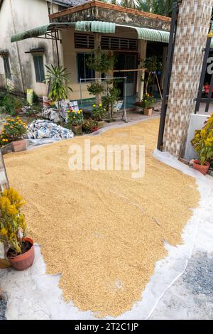 Riso essiccato, villaggio nel delta del fiume Mekong Foto Stock