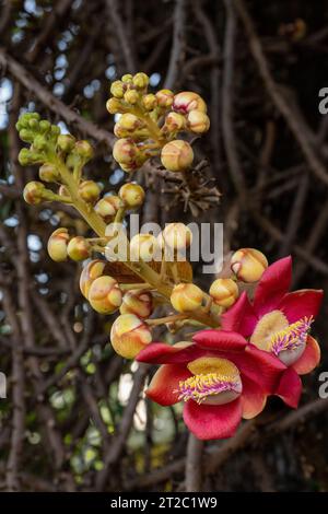 Albero di Cannonball (Couroupita guianensis) Fiore e frutta Foto Stock