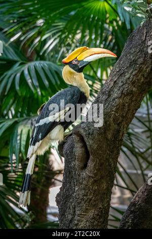 Great Hornbill (Buceros bicornis) al Tempio di Phnom Penh Foto Stock