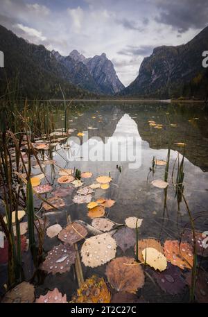 Immagine verticale del lago alpino verdastro con foglie arancioni cadute in primo piano, Italia, Europa Foto Stock