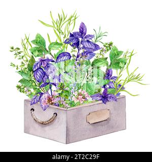 Bouquet di rosmarino, marjoram, salvia e timo, basilico, menta, dragoncello. Composizione con un bouquet di verde fresco in una scatola di legno su sfondo bianco Foto Stock