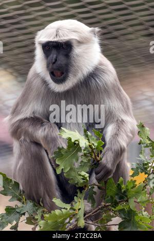 La scimmia Hanuman langur è una scimmia di medie dimensioni originaria del subcontinente indiano. È noto per la sua pelliccia grigia, il volto nero e la lunga coda. Hanuman Foto Stock