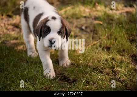 Ritratto di un cane. Un cucciolo bianco e marrone di San Bernardo che cammina sul prato. San Bernardo. Alpine Spaniel. Foto Stock