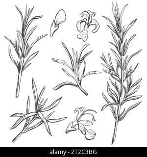 Rosmarino con fiori su sfondo bianco in stile retrò. Un condimento popolare nella cucina italiana e provenzale. Set di rami in stile incisione. Illustrazione Vettoriale