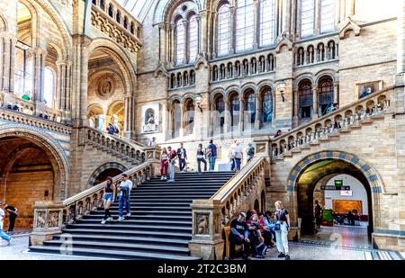 Interno del Museo di storia naturale di Londra, Regno Unito Foto Stock