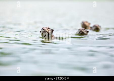 Un gruppo familiare di lontre lisce rivestite nuotano insieme nel Serangoon Reservoir, Singapore. Foto Stock