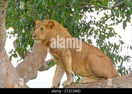 Giovane leone maschio che si rilassa in un albero nel Queen Elizabeth National Park in Uganda Foto Stock