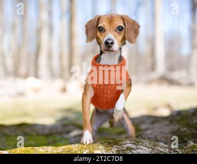 Un simpatico cane di razza mista Beagle che indossa un maglione all'aperto Foto Stock