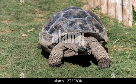 Tartaruga gigante di terra mentre si muove lentamente in un giardino verde in una giornata di sole. Vista ravvicinata delle tartarughe in Spagna. Foto Stock