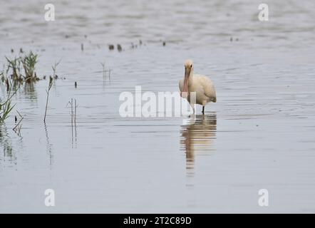 Spatola eurasiatica (Platalea leucorodia). Il disegno di legge rosa segna questo individuo come un giovane Foto Stock